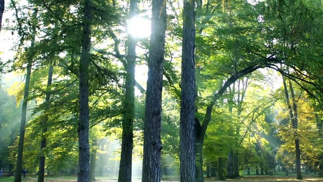 Slowmotion trees in green fresh forest and sun shine