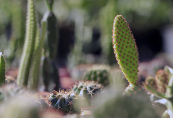 Small cactus