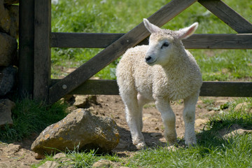 Lamb in field near Abbotsbury, Dorset