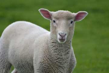 Lamb in field near Swyre Head, Dorset