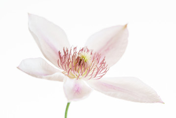 Fototapeta na wymiar clematis flower isolated