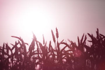 field of red wheat silhouette on sunset