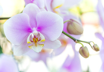 Purple phalaenopsis orchid flower