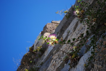Kapernstrauch-Capporis Spinosa