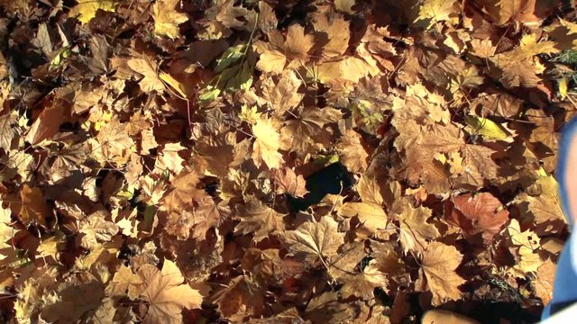 Slowmotion detail of mobile which drops to the autumnal leaves