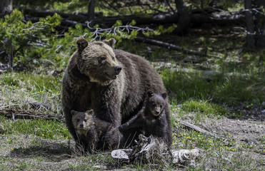 Grizzly with two her children in the forest at Yellowstone National park