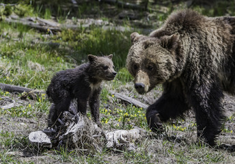Baby Grizzly looking to tourist at Yellowstone National park