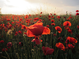 Fototapeta na wymiar Field of red poppies in bright light