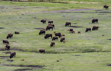 Bison herd in green field at Yellowstone National park