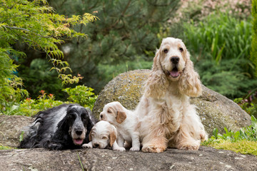 purebred English Cocker Spaniel with puppy