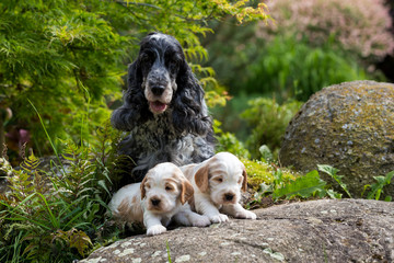 purebred English Cocker Spaniel with puppy