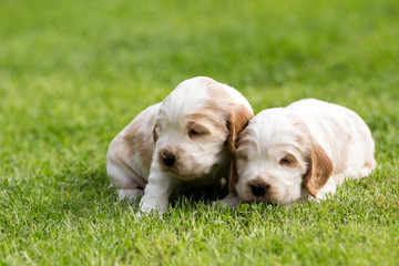 two small purebred English Cocker Spaniel puppy