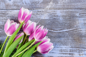 Fototapeta na wymiar Fine Tulip Flowers