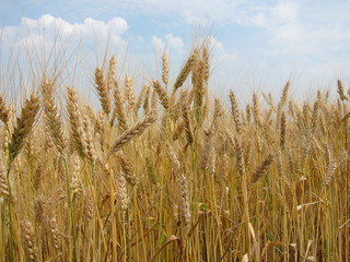 Yellow golden barley ears in the field against the sky