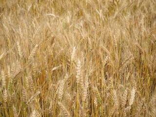 Texture of ripe yellow dry barley field
