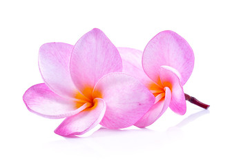 Obraz na płótnie Canvas frangipani flowers