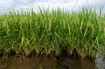 Obraz premium Paddy jasmine rice farm,Thailand