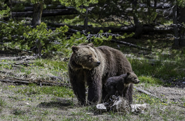 Grizzly stand near her baby in the forest at Yellowstone National park