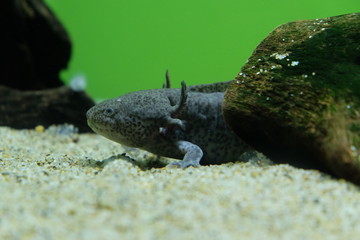 ウーパールーパー