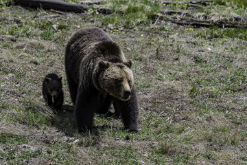 Grizzly baby walk beside mother at Yellowstone National park