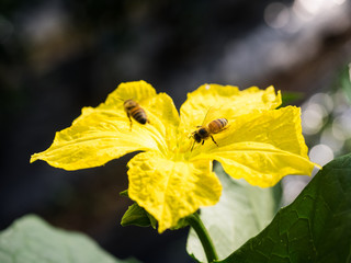 Sponge gourd