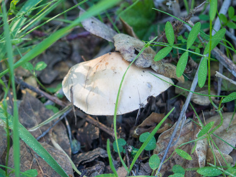 White dapperling
