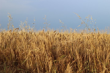 Golden dry yellow barley ripe field ready for harvest under sky