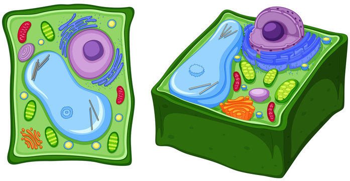 Close up diagram of plant cell