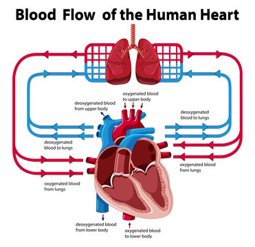 Chart showing blood flow of human heart