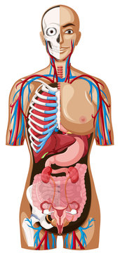 Human anatomy on white background