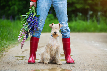 Lakeland terrier dog sitting next to a girl in jeans and red rubber boots with a bouquet of lupine...
