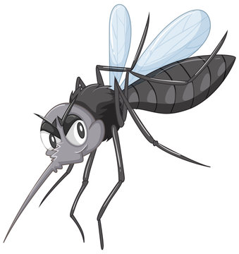 Wild mosquito in black color