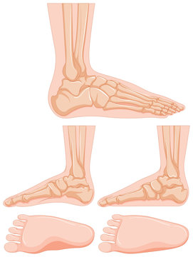 Diagram of human foot bone