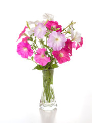 Bouquet of pink petunias