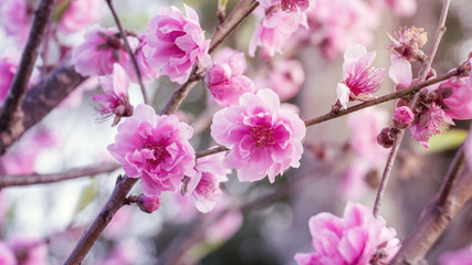 pink cherry blossom flowers (sakura) in the garden, (Vintage color).