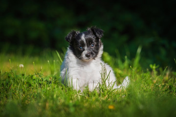 Obraz premium Papillon puppy walking in the yard in summer