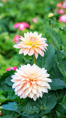 Obraz premium Pink dahlia hybrid flower in the garden.