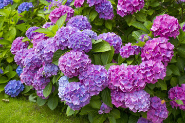 Bush of Hortensia flowers