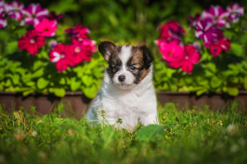 Papillon puppy sitting in the flower garden © Rita Kochmarjova