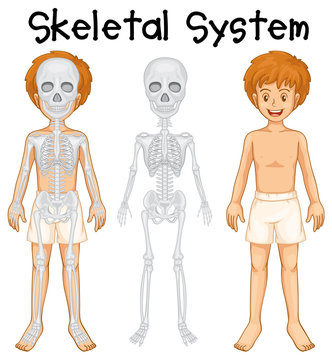 Skeletal system in human boy