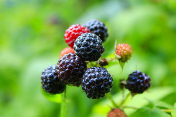 black raspberry on the bush © alexmak
