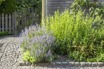 Obraz premium zioła w ogrodzie