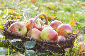 fresh apples in a basket