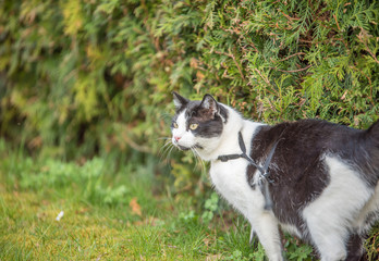 Gassigehen mit Katze
