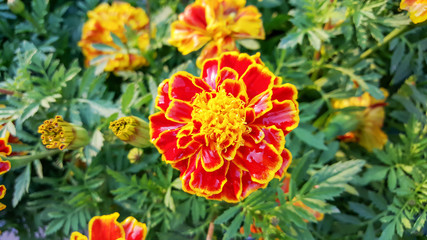 marigolds flowers in the garden