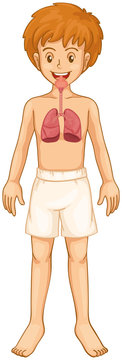 Boy and respiratory system