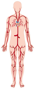 Blood vessels in human body