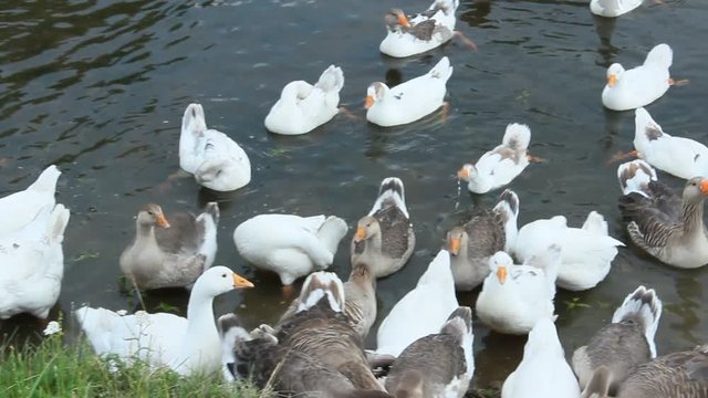 flight of young white geese swimming on the water