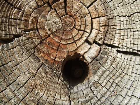 Cracked old damaged stump wood texture with hole.