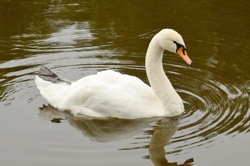 White Swan on the lake.
